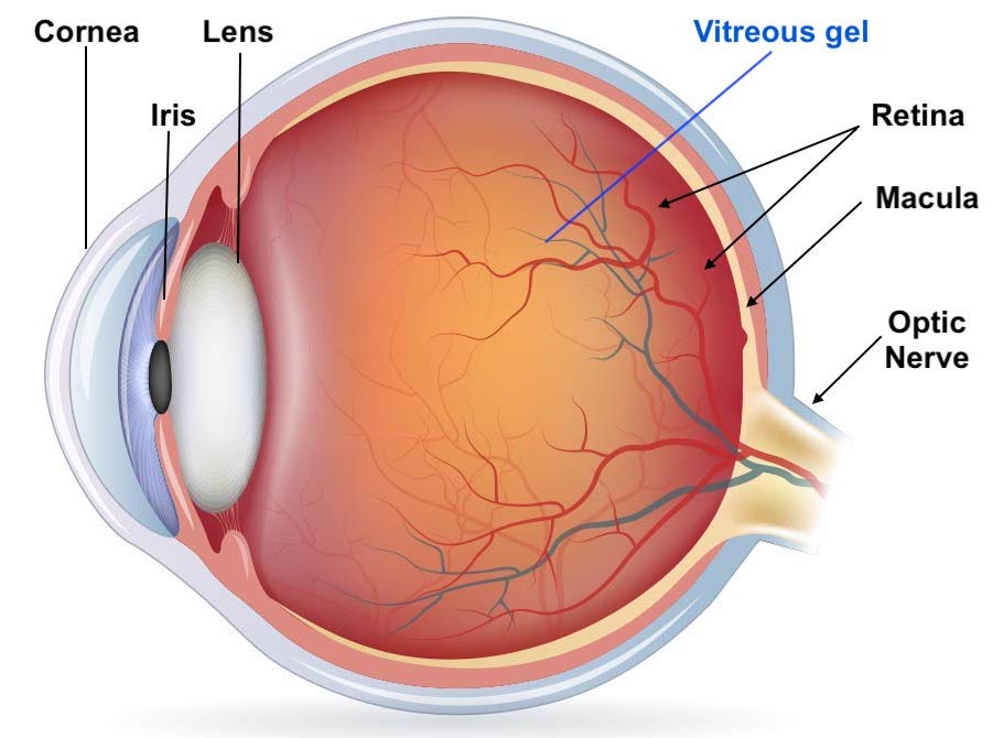 Eye anatomy | Mr Ellabban